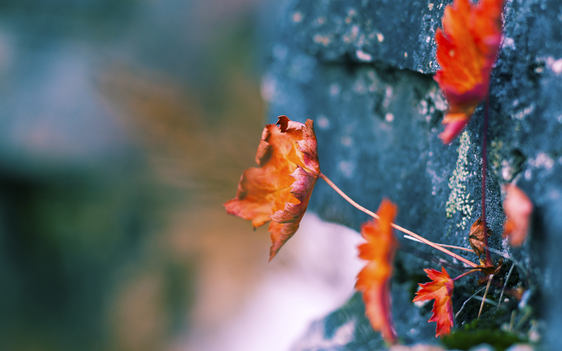 九游娱乐APP-“青训教练员经过国际培训，教学方法更加多样先进”，青训教练是什么意思